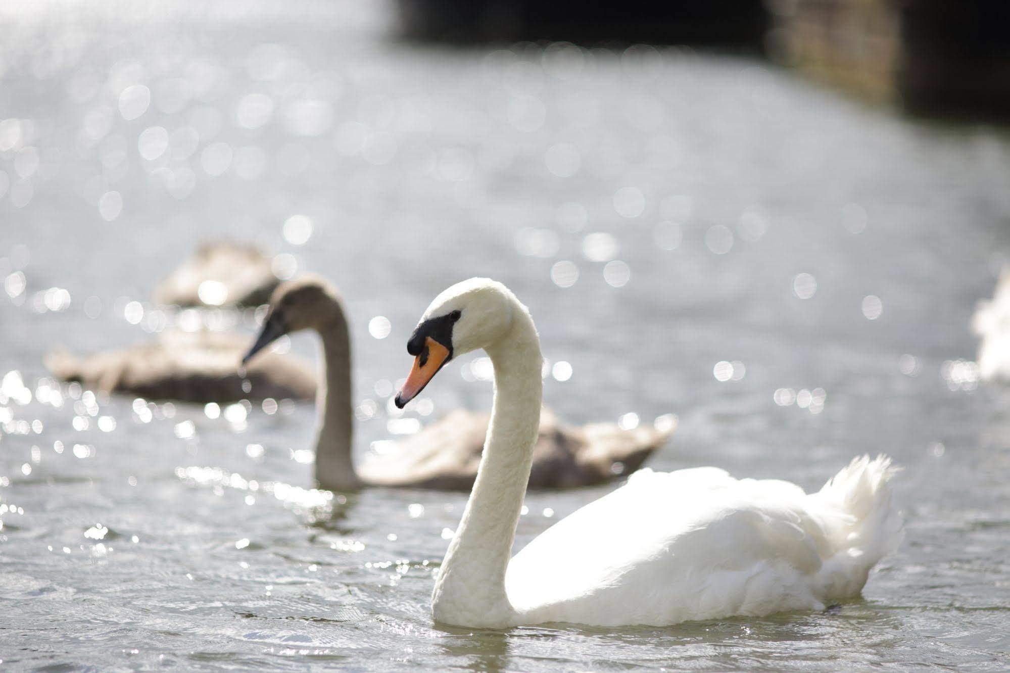 Отель The Runnymede On Thames (Adults Only) Эгэм Экстерьер фото